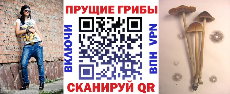 Галлюциногенные грибы Cubensis  наркотики  Кирово-Чепецк 